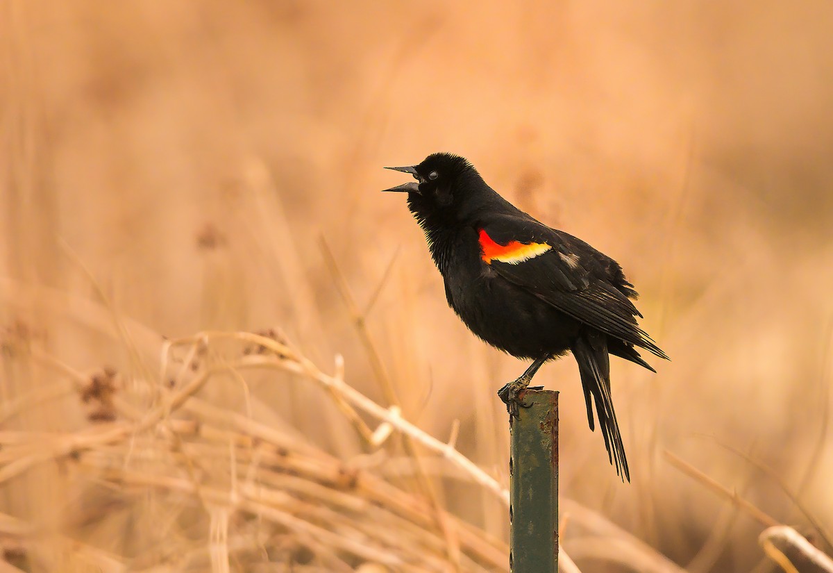 Red-winged Blackbird - ML618081725