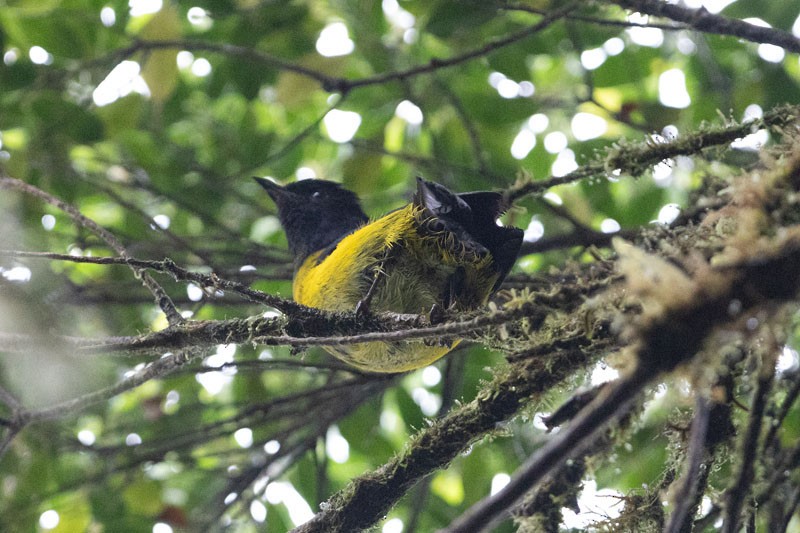 Black-and-yellow Silky-flycatcher - Joseph Mitchell