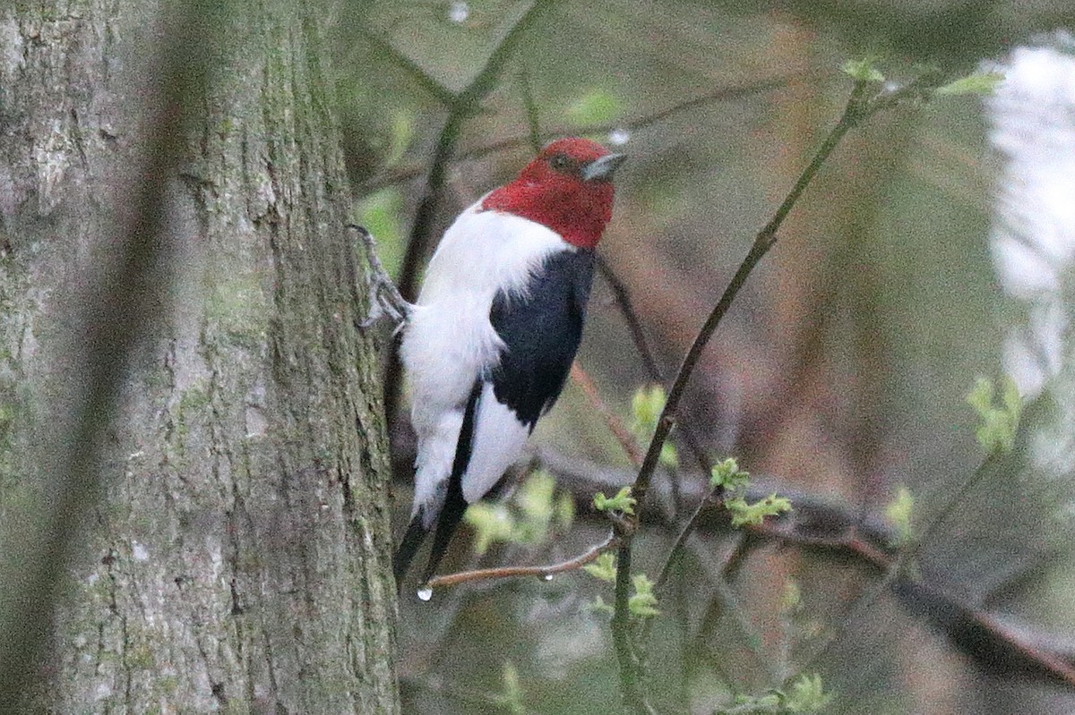Red-headed Woodpecker - ML618081733