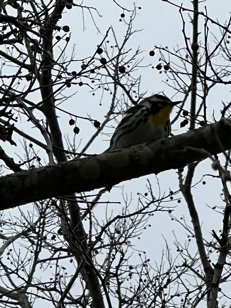 Yellow-throated Warbler - ML618081747