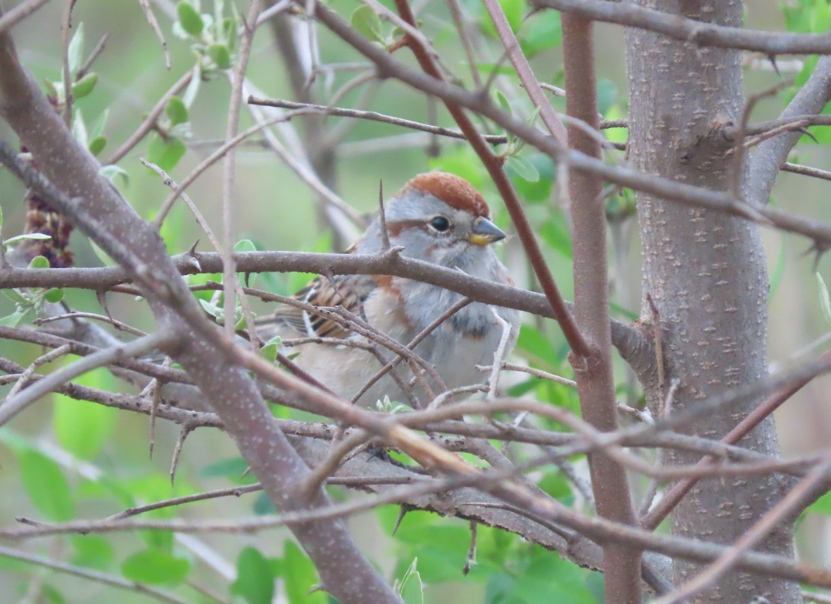 American Tree Sparrow - Mary Guell