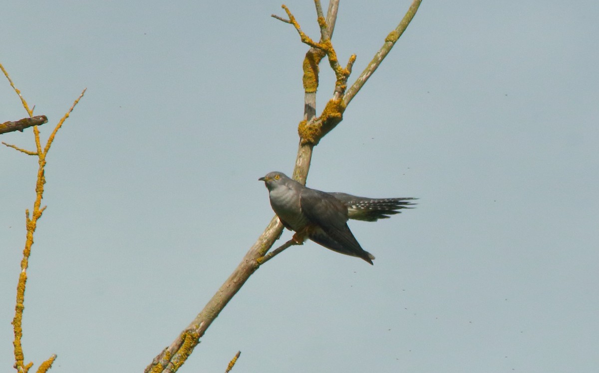Common Cuckoo - Yannick FRANCOIS
