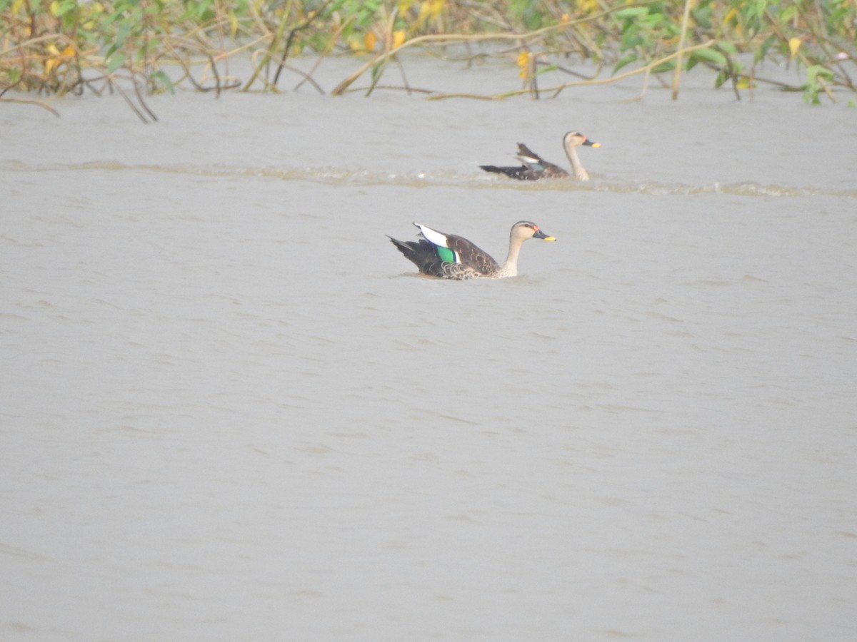 Indian Spot-billed Duck - Jayendra Rakesh Yeka