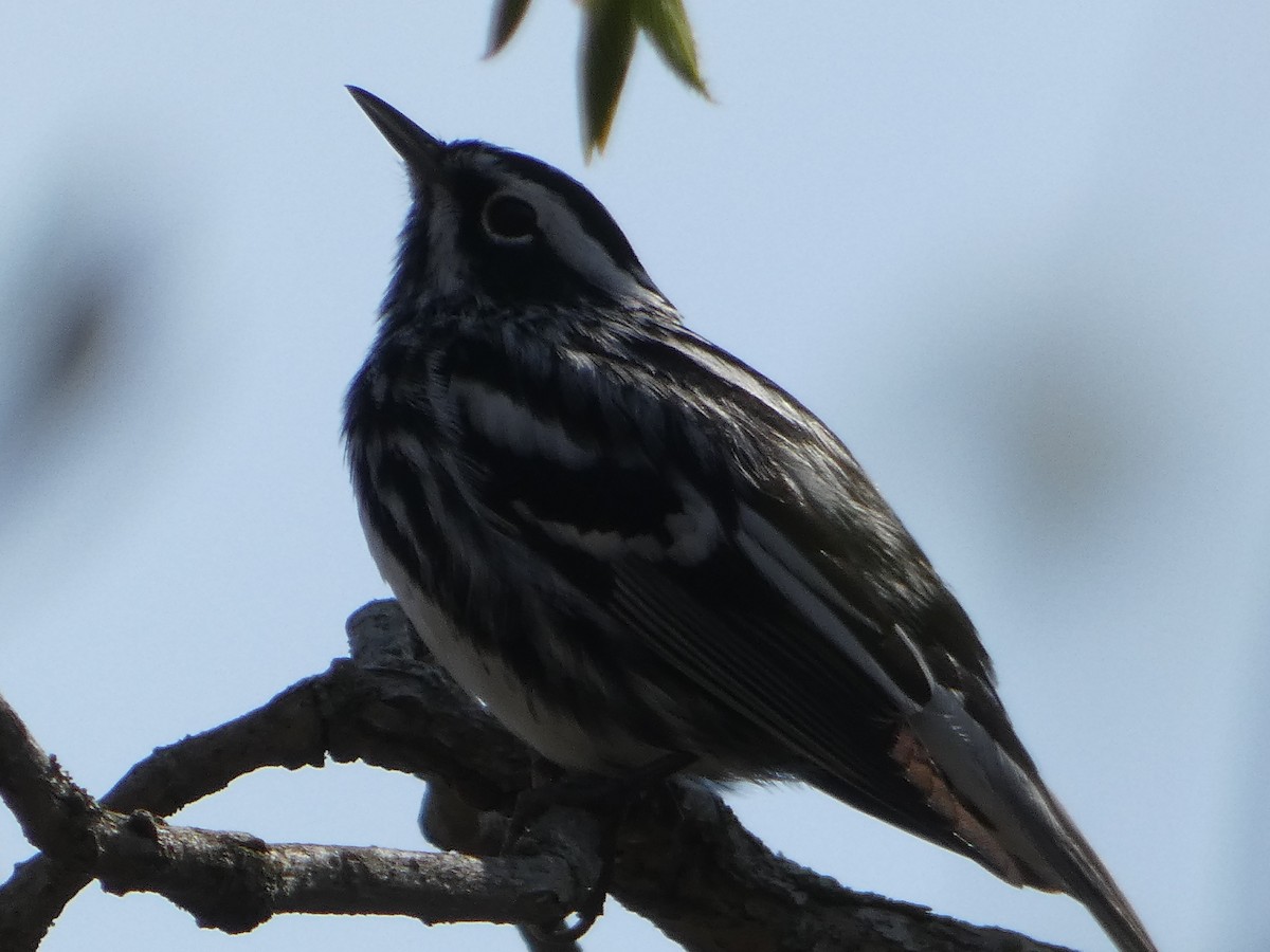 Black-and-white Warbler - Tom Wheatley