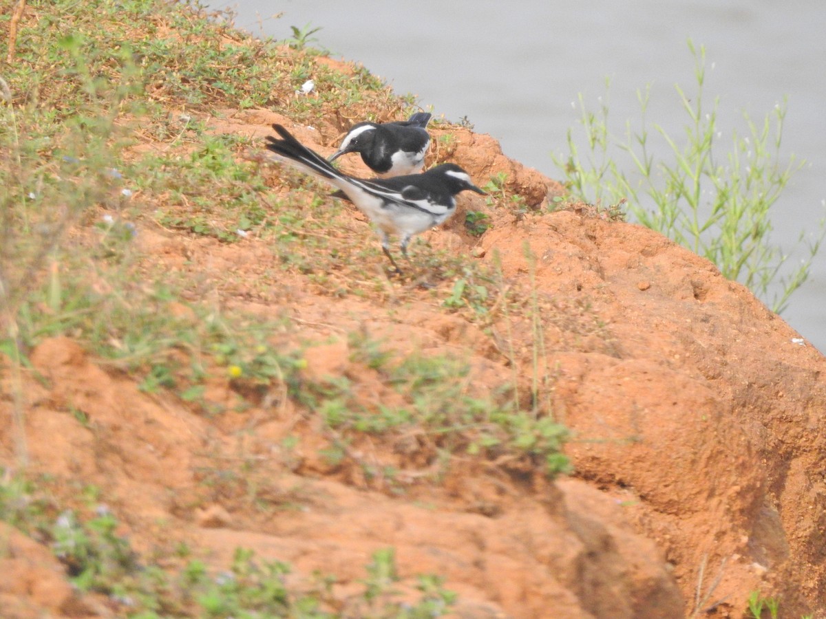 White-browed Wagtail - ML618081798