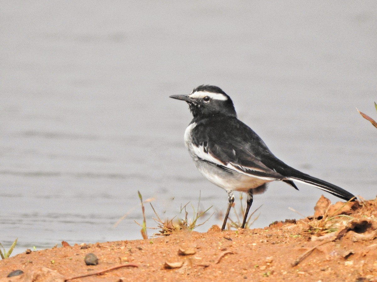 White-browed Wagtail - ML618081803
