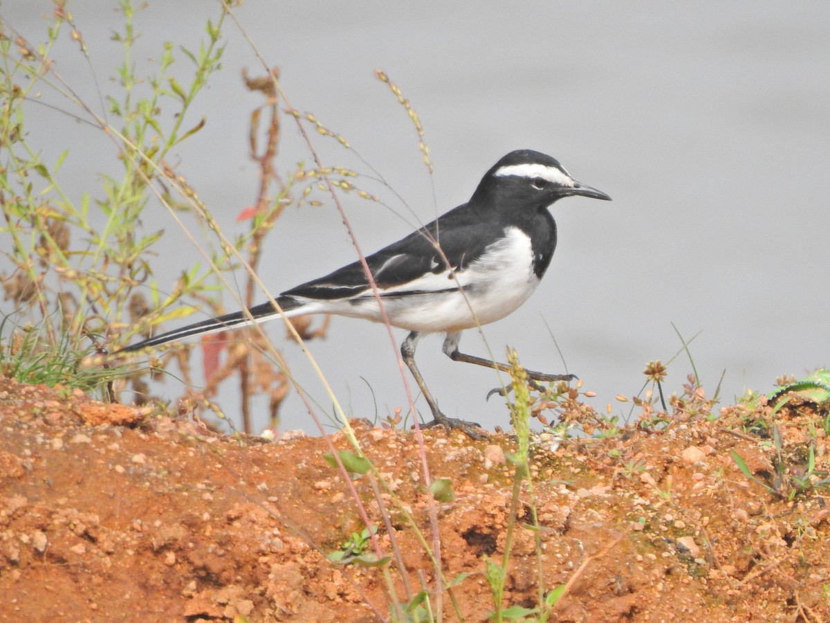 White-browed Wagtail - ML618081819
