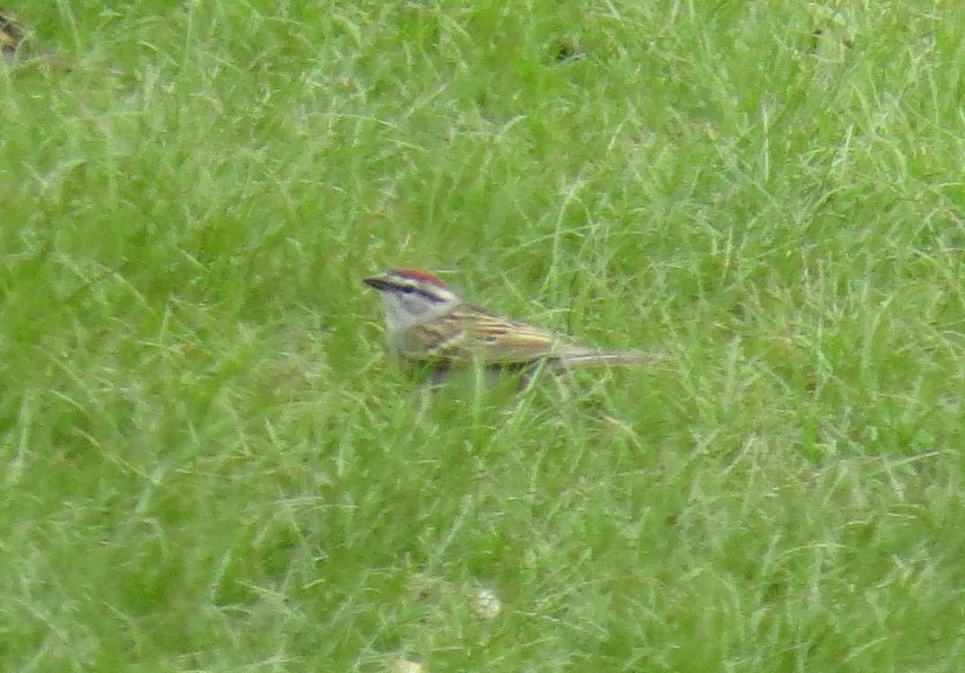 Chipping Sparrow - ML618081910