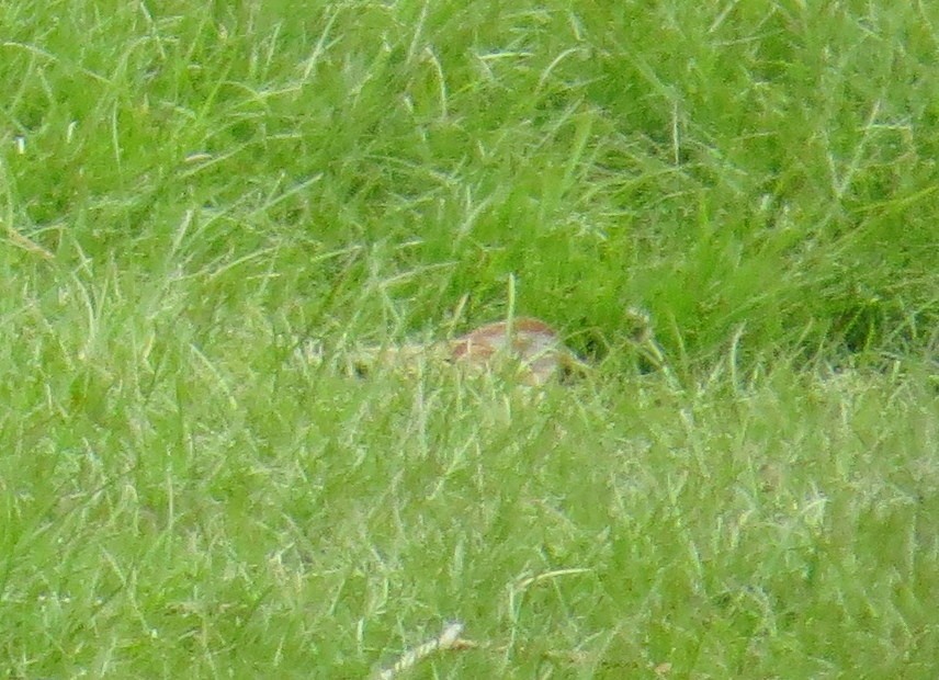 Field Sparrow - ML618081916