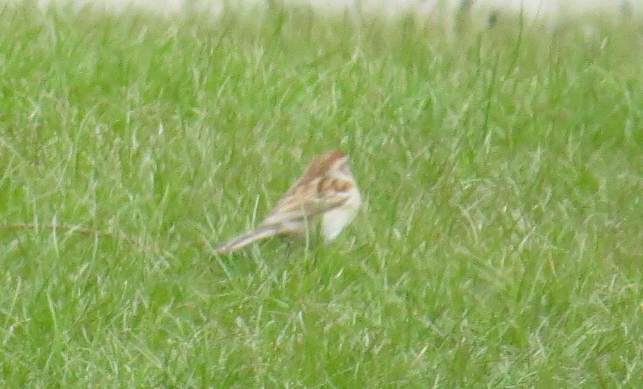 Field Sparrow - ML618081917