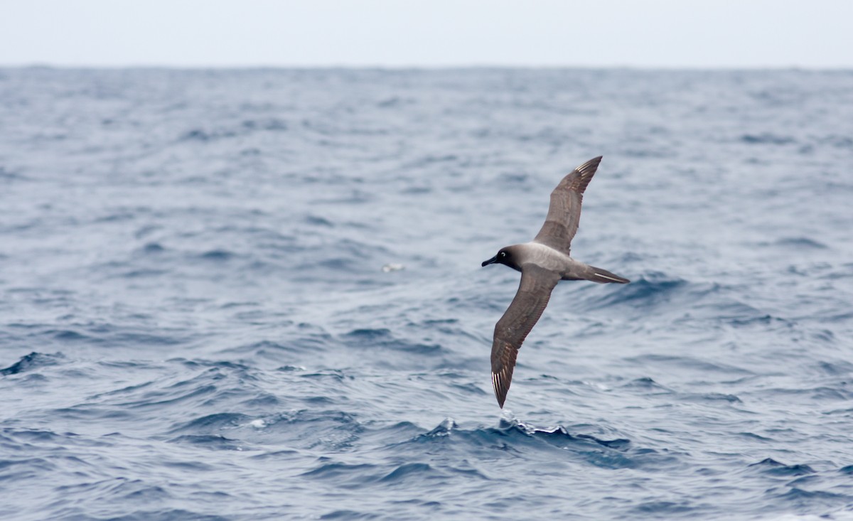 Light-mantled Albatross - Anonymous
