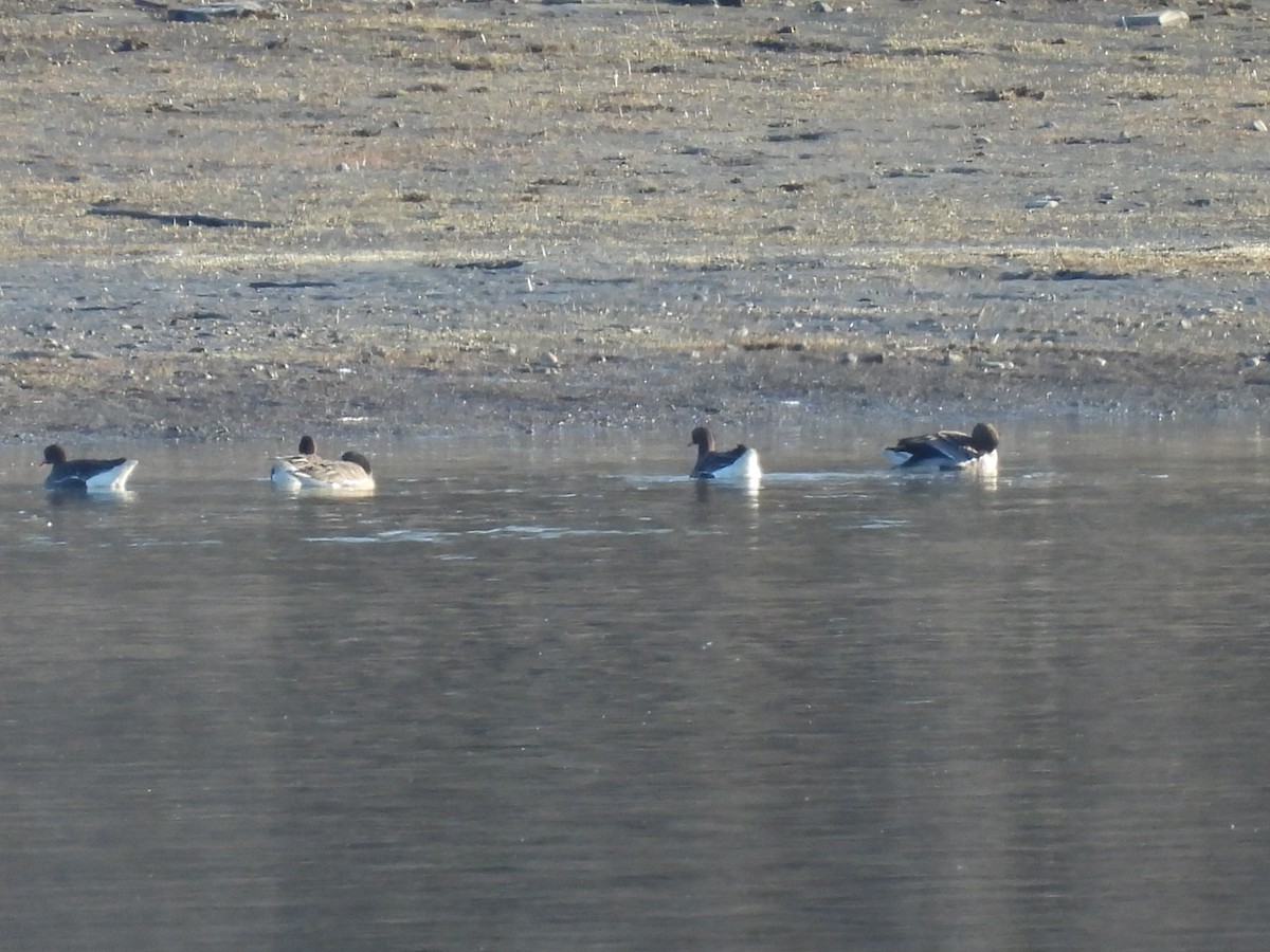 Greater White-fronted Goose - ML618081949