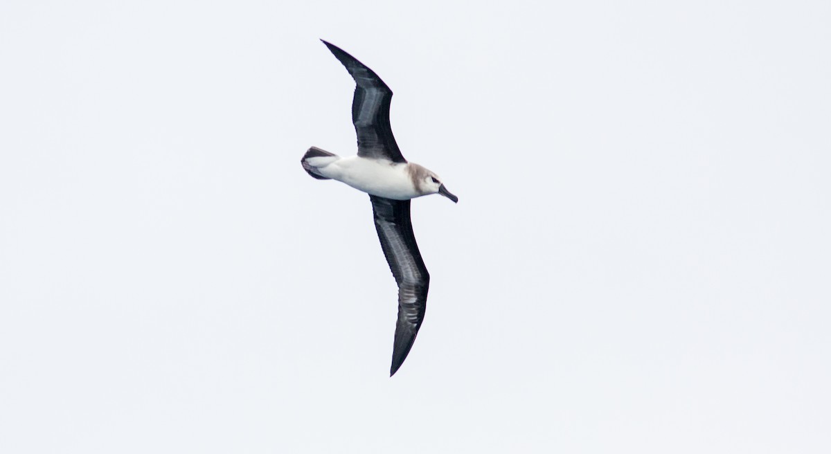 albatros šedohlavý - ML618081959