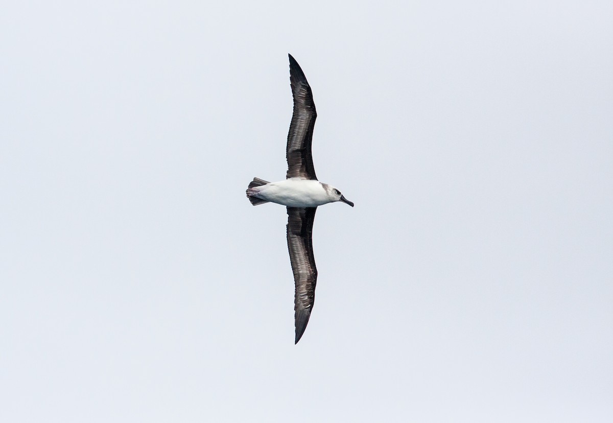 albatros šedohlavý - ML618081960