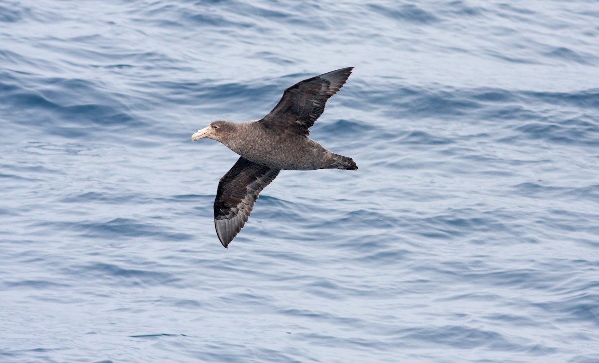 Southern Giant-Petrel - Anonymous