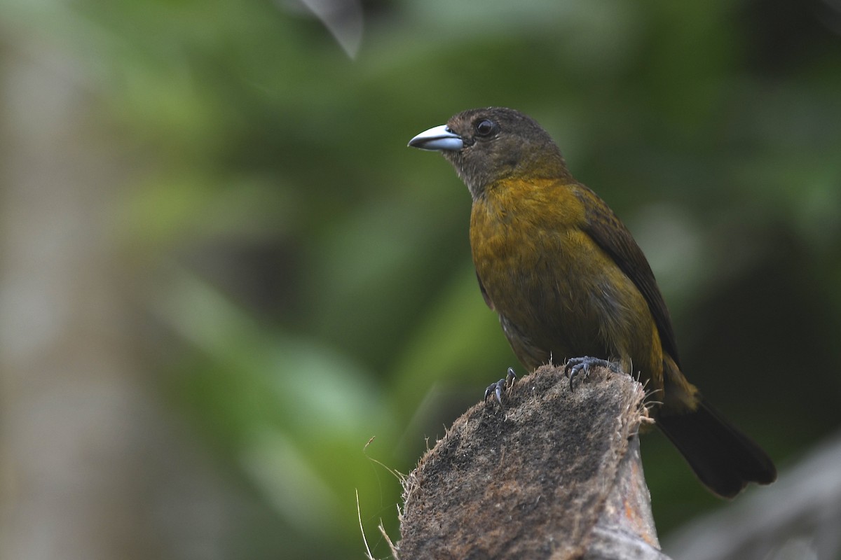 Scarlet-rumped Tanager - ML618081971