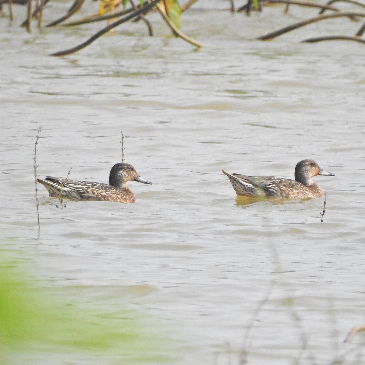Green-winged Teal - ML618081985