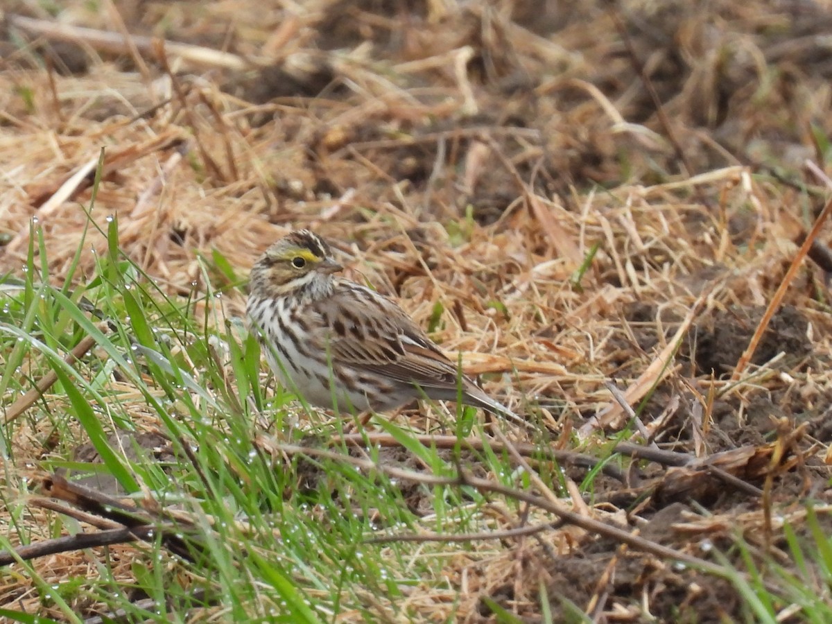 Savannah Sparrow - ML618082009
