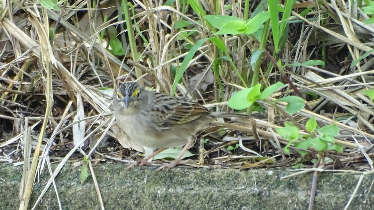Grassland Sparrow - ML618082011