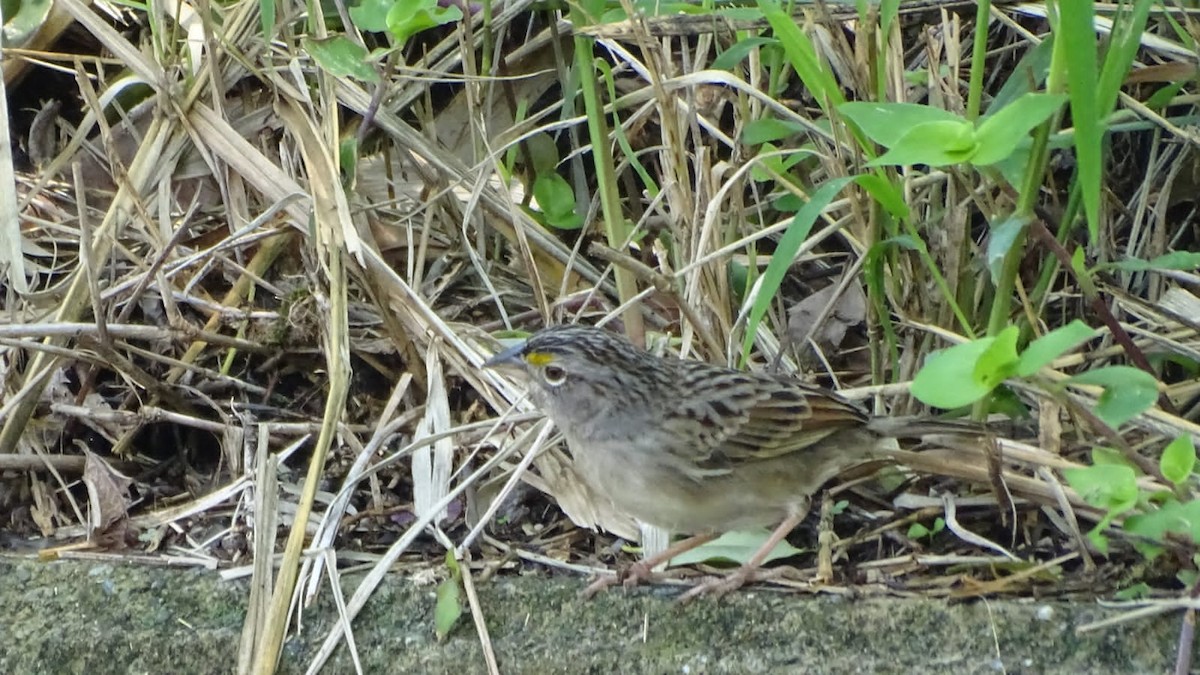 Grassland Sparrow - ML618082012