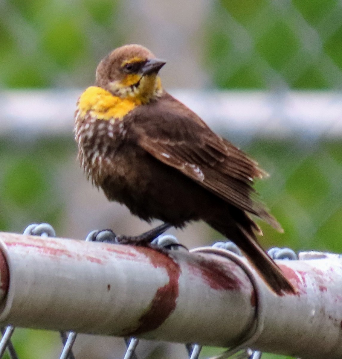 Yellow-headed Blackbird - David Schmalz