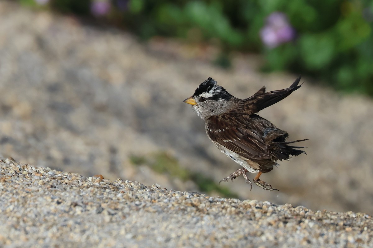 White-crowned Sparrow - ML618082061
