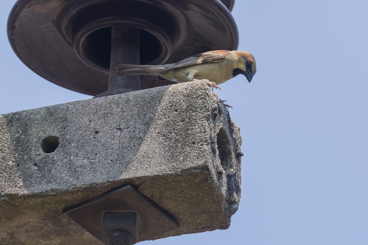 Plain-backed Sparrow - Wich’yanan Limparungpatthanakij