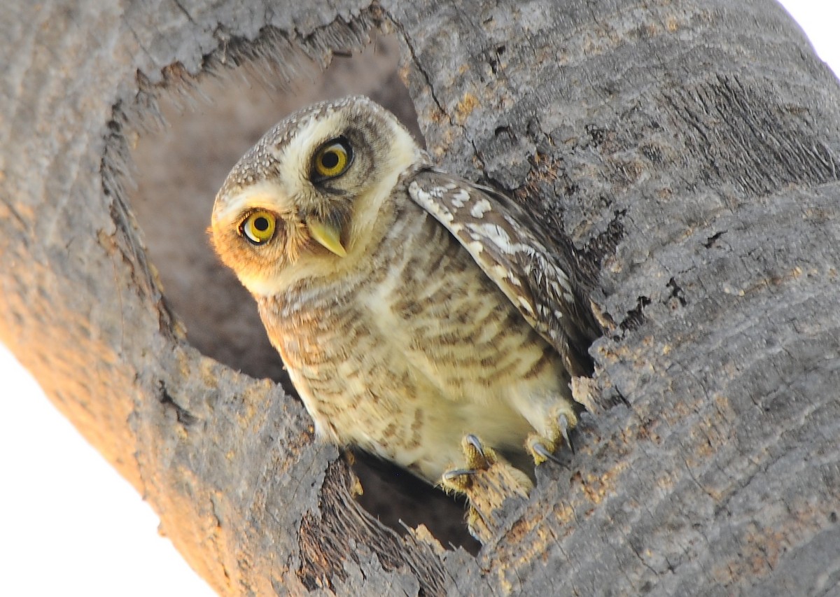 Spotted Owlet - JOE M RAJA