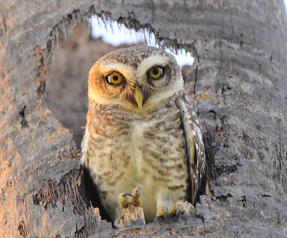 Spotted Owlet - JOE M RAJA
