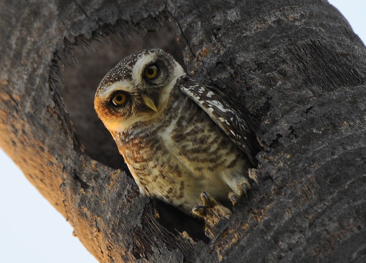 Spotted Owlet - ML618082120