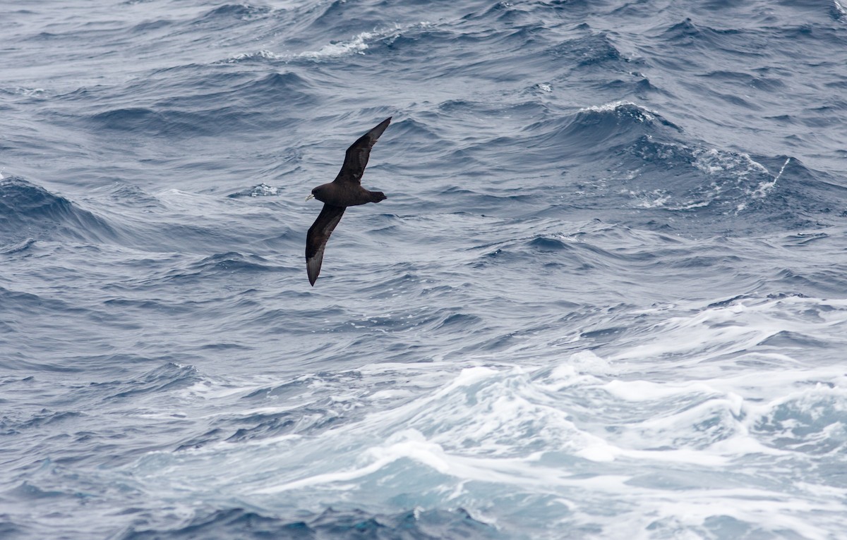 White-chinned Petrel - Anonymous