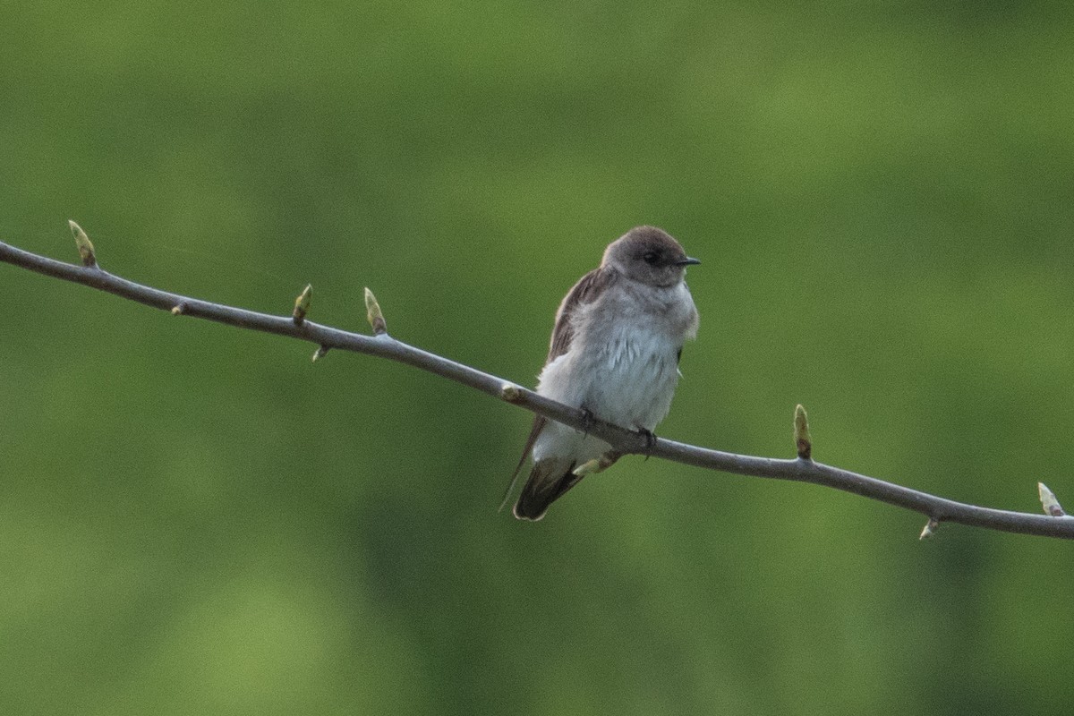 Northern Rough-winged Swallow - ML618082143
