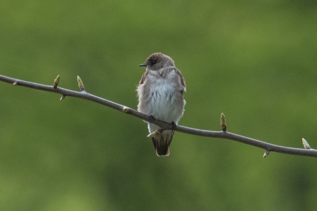 Northern Rough-winged Swallow - ML618082144