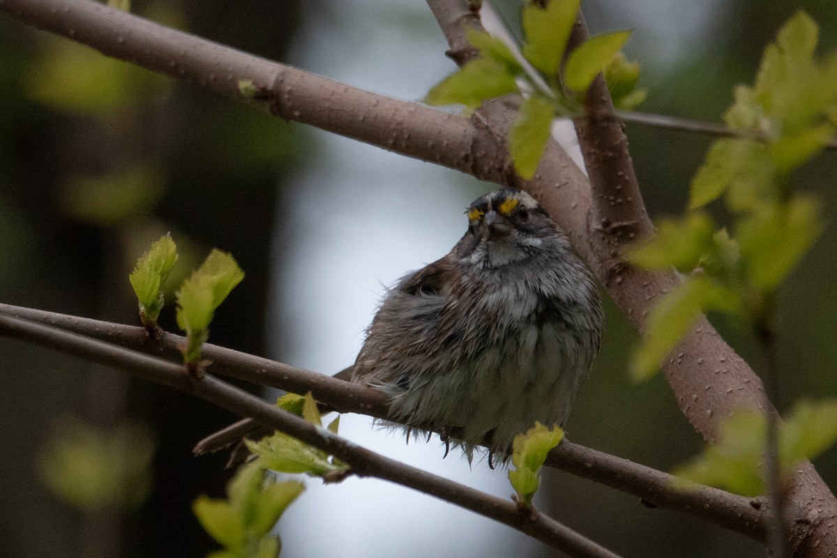 White-throated Sparrow - Matthew Morrison