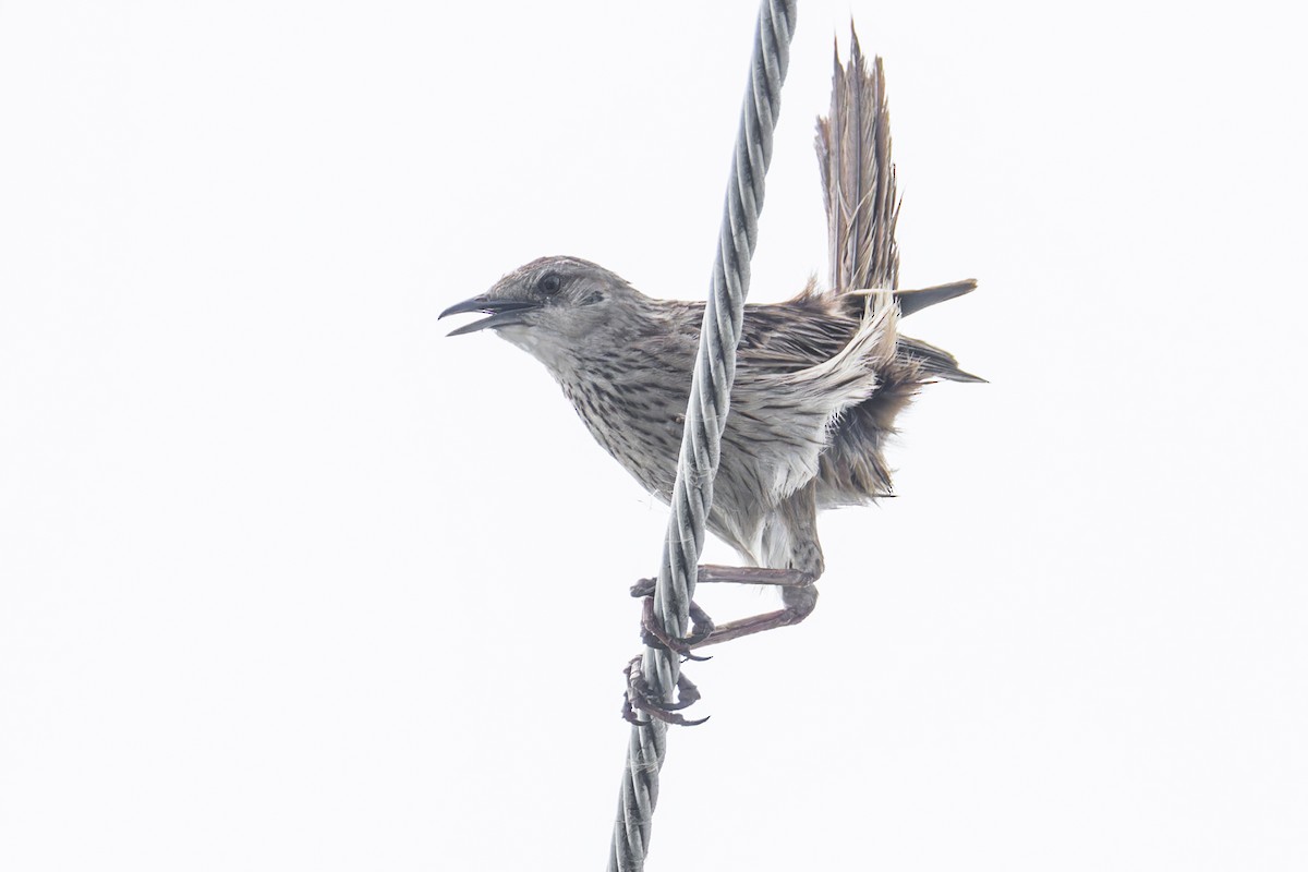Striated Grassbird - Wich’yanan Limparungpatthanakij