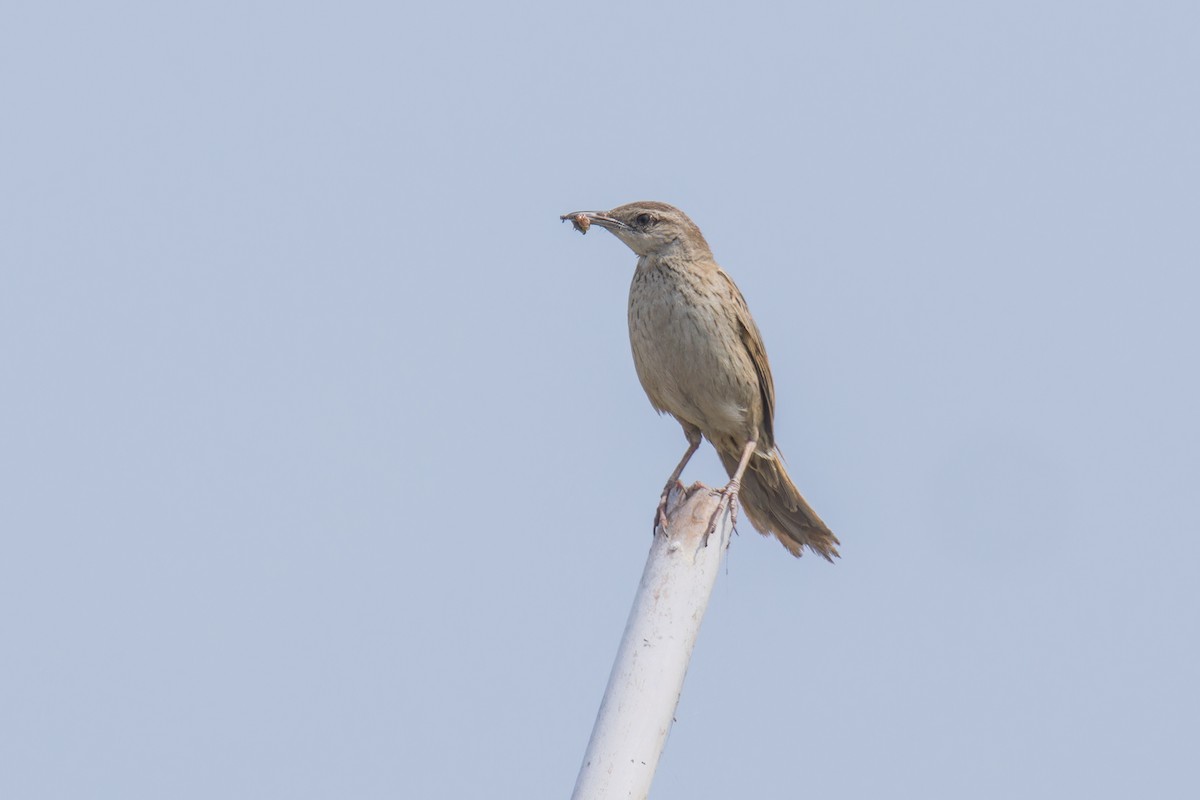 Striated Grassbird - Wich’yanan Limparungpatthanakij