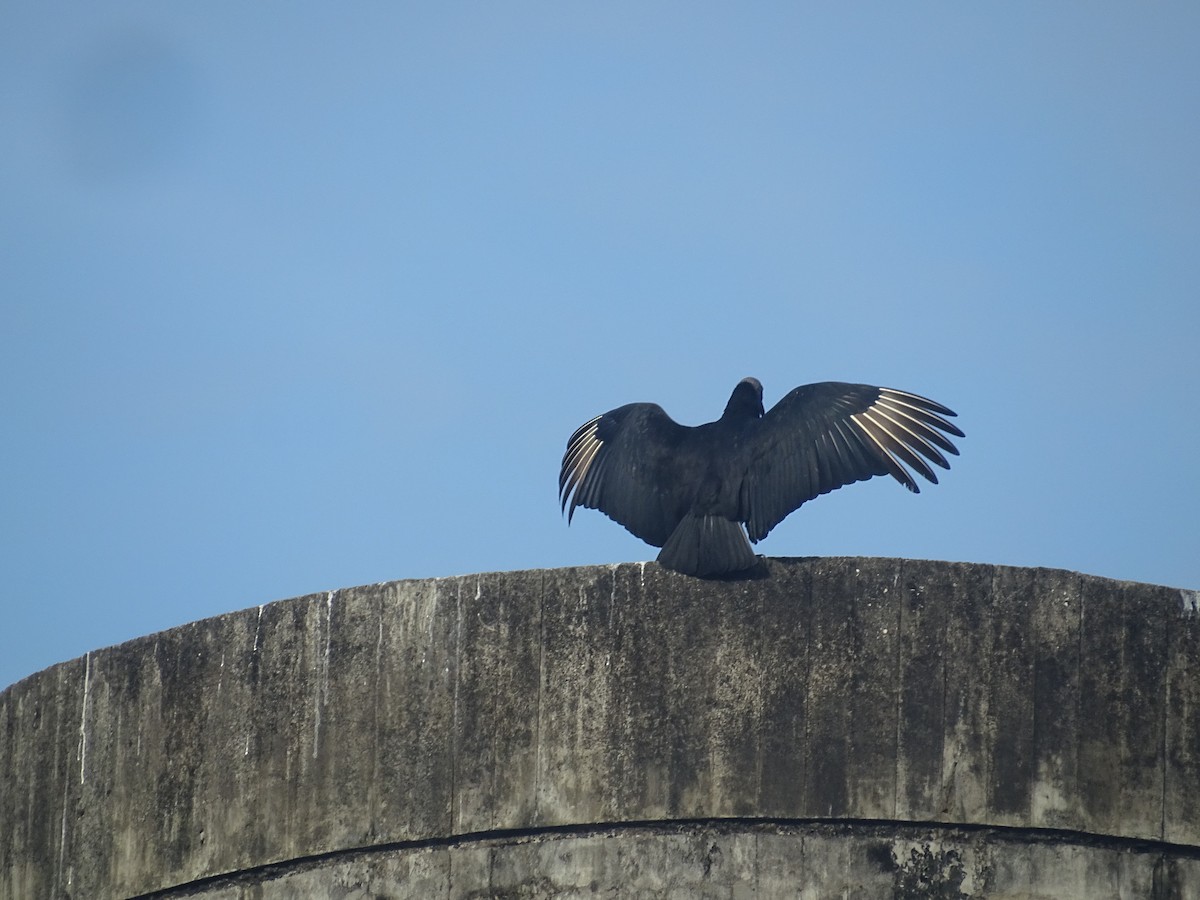 Black Vulture - karina gonzalez cornejo
