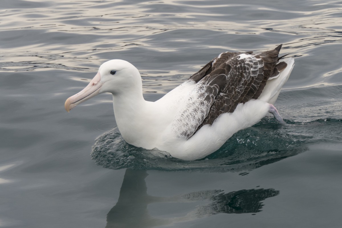 Southern Royal Albatross - Andrew Smith