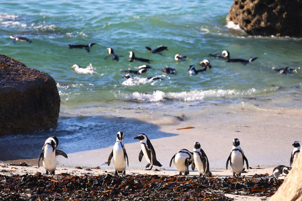 Pingüino de El Cabo - ML618082242