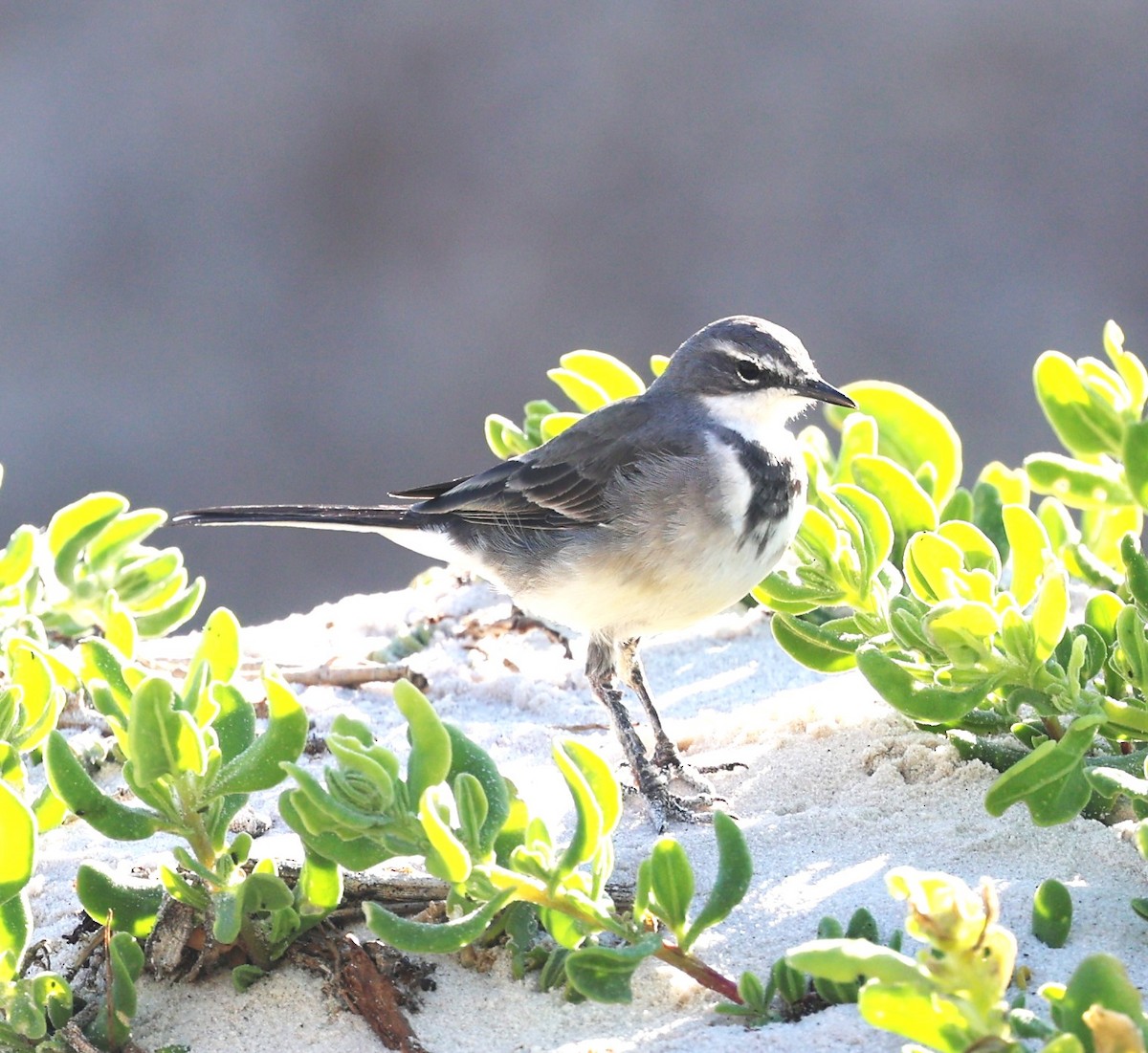 Cape Wagtail - ML618082261
