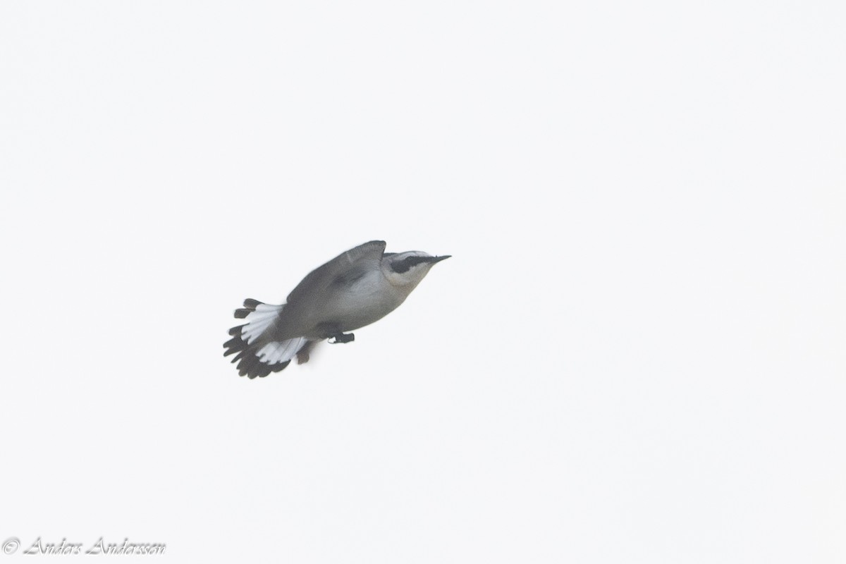 Northern Wheatear - Anders Andersson