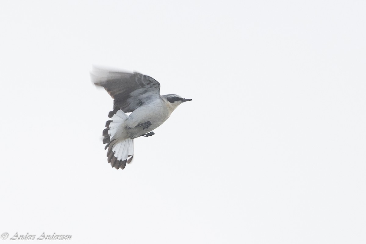 Northern Wheatear - Anders Andersson