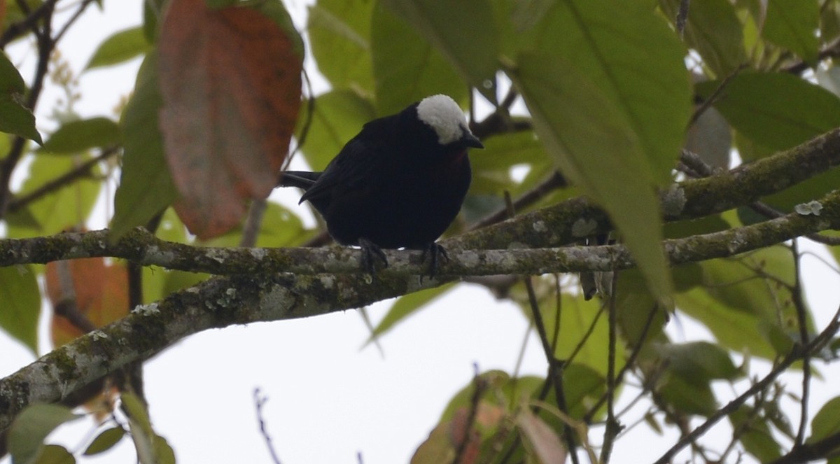 White-capped Tanager - ML618082280