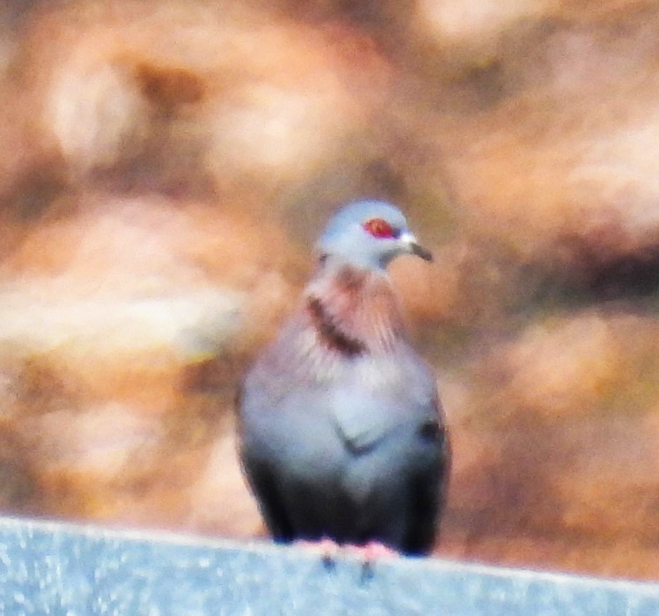 Speckled Pigeon - ML618082290