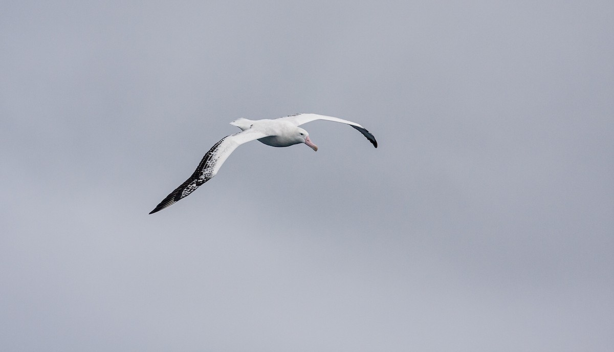 Snowy Albatross - ML618082301