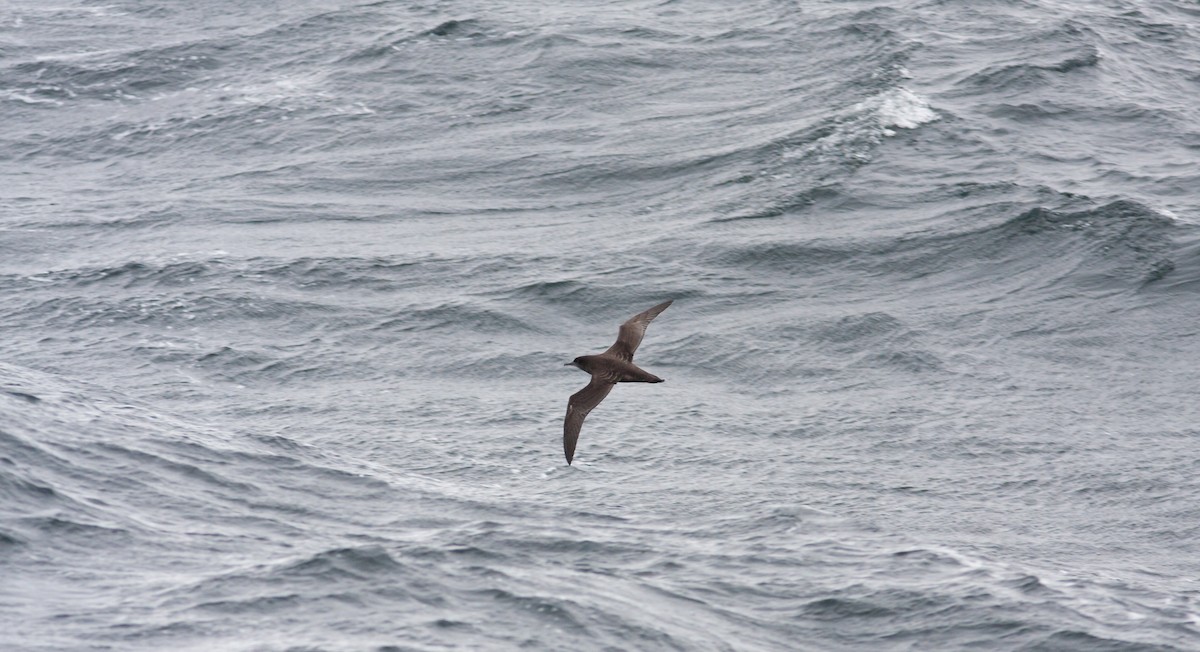 Sooty Shearwater - Anonymous