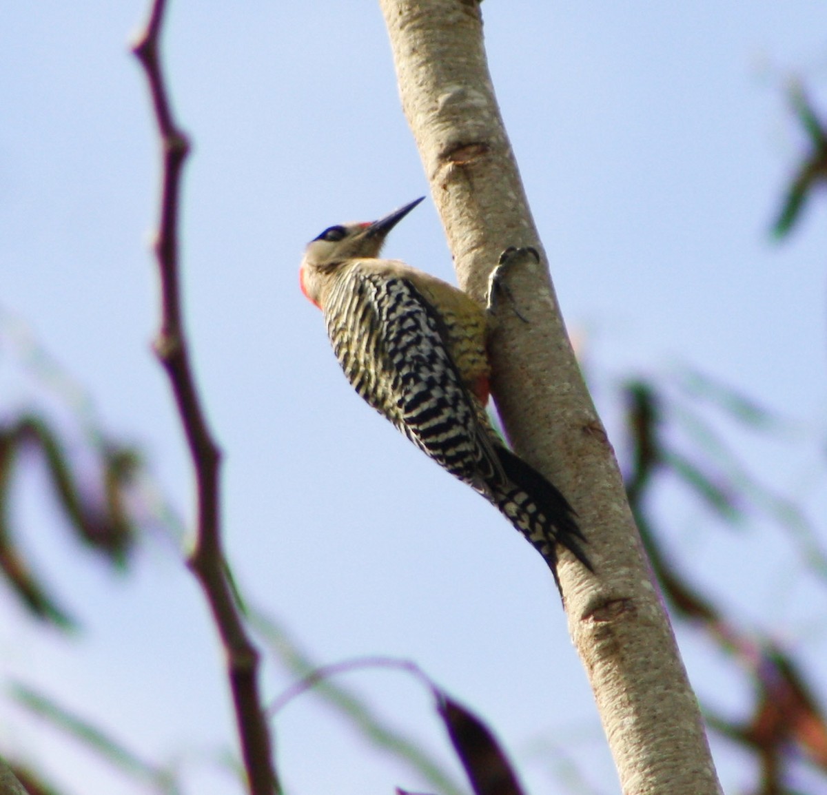 West Indian Woodpecker - yuzaima ortiz