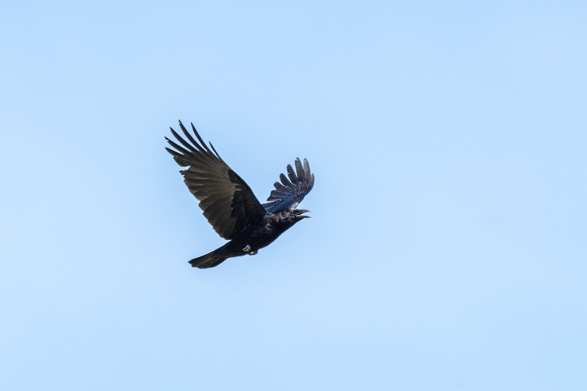 Common Raven - ML618082339