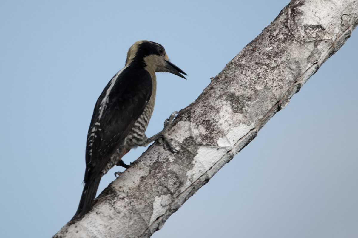 Golden-naped Woodpecker - Kevin Thompson