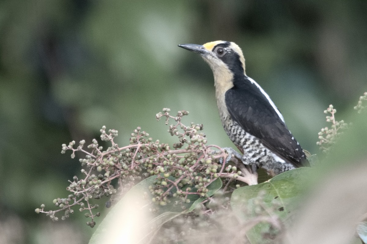 Golden-naped Woodpecker - ML618082348